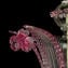 Venetian Chandelier - Ca Foscari - Original Murano Glass - Pink