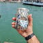 luxury iridescent Glasses Set - Leopard - Pure Silver leaf - Original Murano Glass