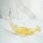 Hammerhead Shark - With Gold - OMG